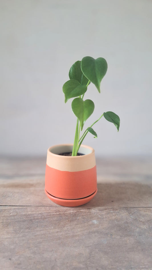 Wee Planter with Saucer - Peach