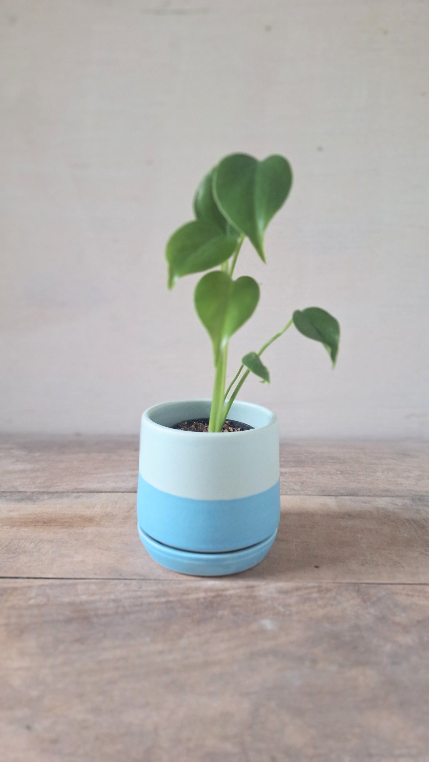 Wee Planter with Saucer - Blue